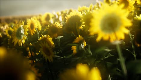 Sunflowers-blooming-in-Late-Summer